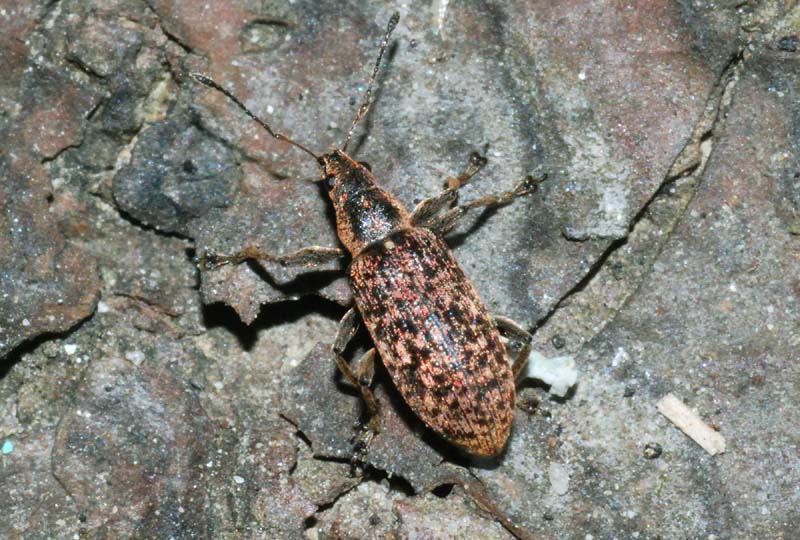 Corculionidae: Brachyderes?